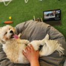 댕냥테라피 이미지