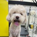 댕곤댕곤 이미지