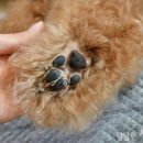까망 곰 젤리 이미지