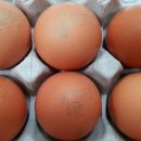 제주웰빙영농조합법인 이미지