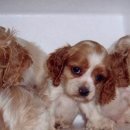 강동24시SKY 동물병원 이미지