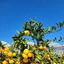 하늘닿은농장 이미지