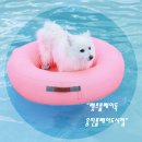 (주)웅진플레이도시 | [부천 중동 강아지 워터파크]서울근교 렛츠플레이독 웅진플레이도시점, 경기도 반려견 수영장 후기