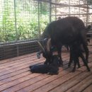 하빈염소농장 이미지