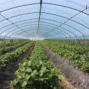 친환경부여농장 이미지