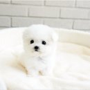 야옹아 멍멍해봐 강아지고양이 평택점 이미지