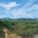 추장민박 | 안동시 숙소 인기 가성비 좋은 애견 동반 숙소 10곳 TOP