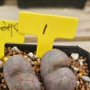 판매 완료 대형종 해머 팔아요 이미지