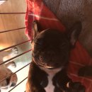 Jena house 이미지