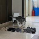 스멜 이미지