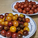 시아농장 | 방울토마토 2kg의 놀라운 맛과 효능! 구성포 체리토마토 &amp; 칵테일 토마토 후기!
