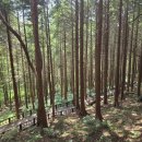 장복산길 | 기가 막히게 아름다운 편백나무 창원 편백치유의숲(ft. 진해 장복산 조각공원 힐링 여행 코스)