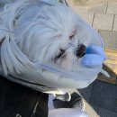 [내돈내산] 트러스티푸드 슈퍼그레인 키블 독 폴락 건사료 가니쉬토퍼 오크라 솔직후기