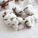 한성목화 이미지