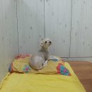 멍멍까까 이미지