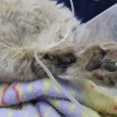 봉식동물병원 이미지