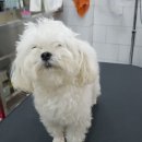 개멋지냥 이미지