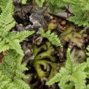 양평-용문-용문-2 이미지