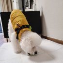 남원덴탈 | [애견동반 리조트] 애견동반여행 켄싱턴리조트 충주 후기 신나게 놀다옴