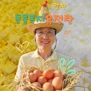 알찬유정란
