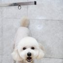 상콤 발랄 헬로퍼피 이미지