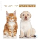 개와고양이 이미지