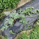 왕대민박 이미지