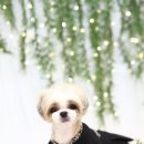 올라펫살롱 이미지