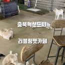 펫데이트 이미지
