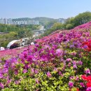 군포 철쭉축제 2025 방문 철쭉동산 너무 예쁜 곳