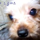 강쥐 이미지