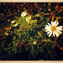 들꽃연가 이미지