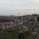 산위에 사과