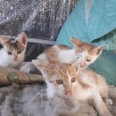 만세동농장 이미지