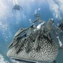 스킨스쿠버, 스킨다이빙(화) 이미지