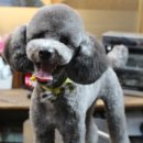 둘리애견 이미지