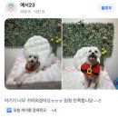 역북-11 | 용인 역북 삼가 동백 애견미용 후기