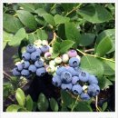 월요이벤트/7월8일(월)/유기농 블루베리 농장체험/오전10시/천산대장 이미지