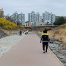 48주년 결혼기념과 유성 반석천의 개나리와 벚꽃 ~2025.3.27~ 이미지