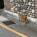눈 ..차카니 입.. (망원한강공원/연남카페 TYTD/홍대카페 콜린/합정 콩청대/판다익스프레스/맥도날드...