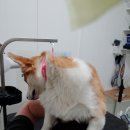 팍스도그트레이닝센터 이미지