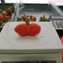 바람개비 딸기학교 이미지