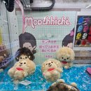 샾인형뽑기 이미지