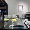 오시오 | 용산 아이파크몰 카페 소금빵 맛집 오시오 베이커리 트러플 프렌치 후기