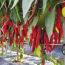 찬들농장 이미지