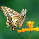 나비야놀자 이미지