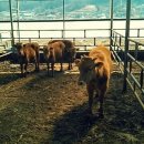 선진한우농장1 이미지