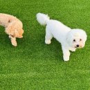 퍼피댕글 이미지