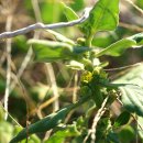 번행초 Tetragonia tetragonoides (Pall.) Kuntze 종 이미지