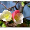 황금비늘 이미지